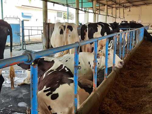 Black and White Sahiwal Cow for Dairy