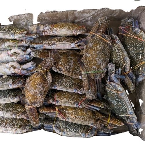 Frozen Blue Swimming Crab