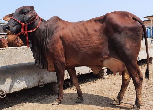 High Breed Sahiwal Cow for Dairy