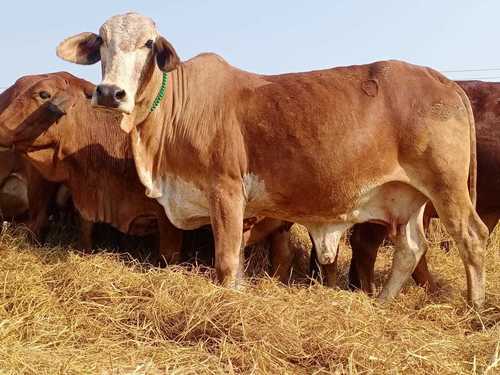 High Milking Sahiwal Cow for Dairy