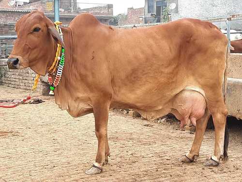 Reddish Brown Sahiwal Cow for Dairy