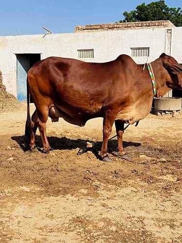 Reddish Sahiwal Cow for Milking and Breeding