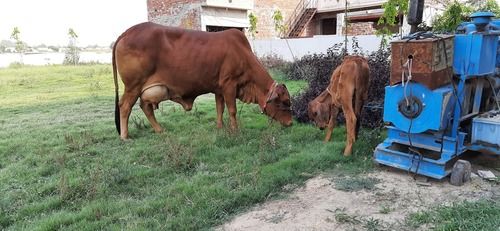 Rulhan Dairy Farm Sahiwal Cow