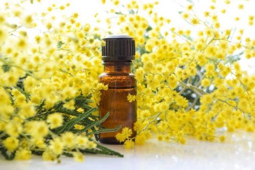 Mimosa Absolute Essential Oil For Aromatherapy, Cosmetics And Soap Manufacturing