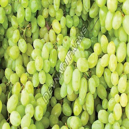 Healthy And Natural Fresh Green Grapes