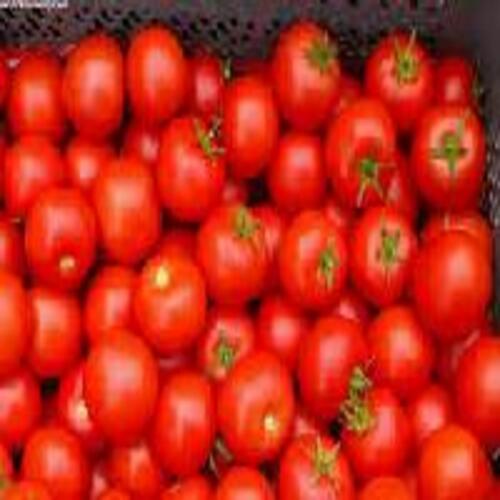 Round Healthy And Natural Fresh Tomato