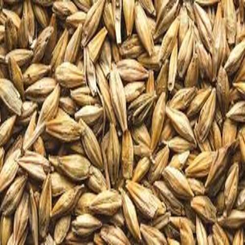 Healthy and Natural Barley Seeds
