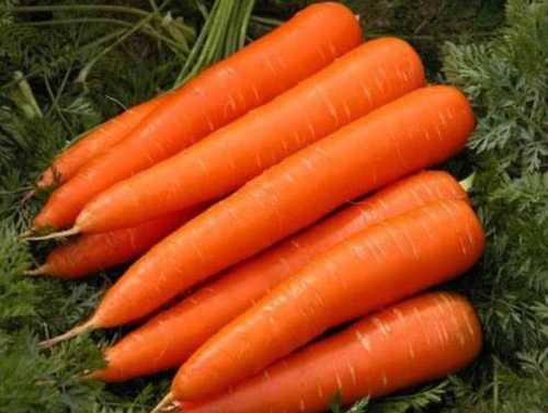 Fresh Carrot In Jute Bag