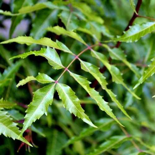 Natural Green Neem Leaves