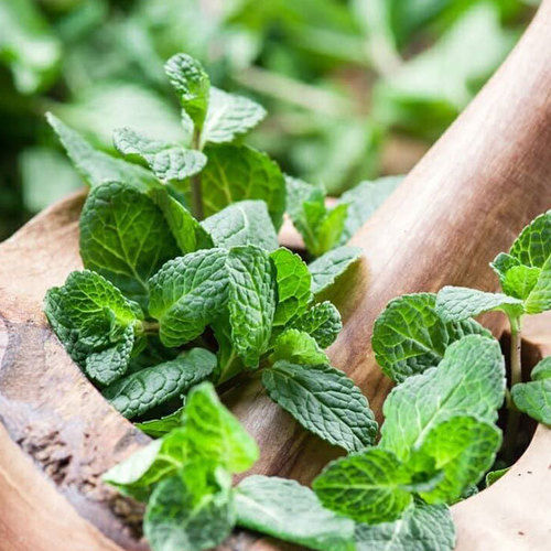 Green Organic Mint, Fudino Whole