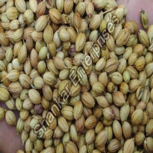 Healthy And Natural Coriander Seeds