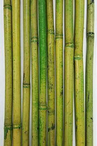 Bamboo Sticks 