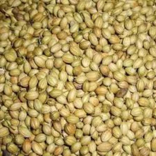 Healthy and Natural Coriander Seeds