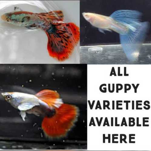 Golden Imported Hybrid Guppy Fish