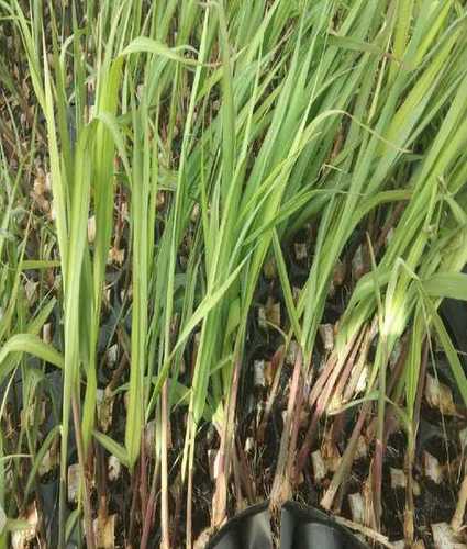 Sugarcane with Chemical Free Process