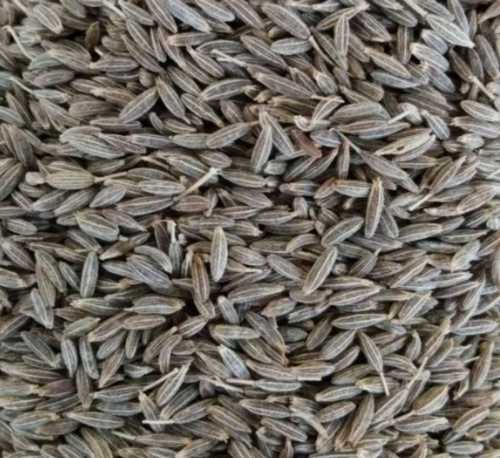 Dark Grey Cumin Seeds Singapore 99