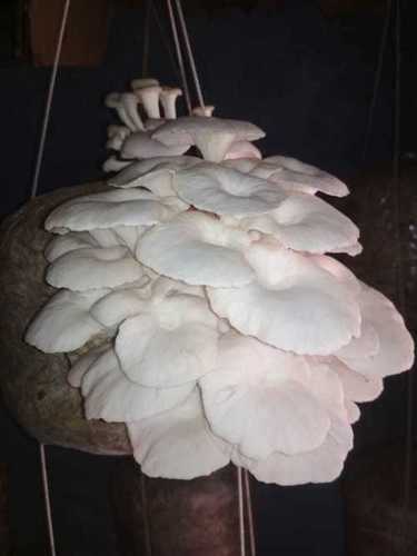 Common White Oyster Cultivation Mushroom