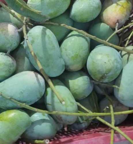 Green A Grade Kesar Mango