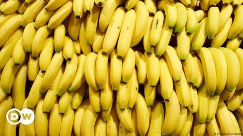 Fresh Banana - 358 mg Potassium, 23 g Total Carbohydrates, 0.3 g Total Fat, 1.1 g Protein | Whole Sweet Bananas, Common Cultivation Type