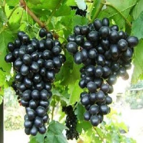 Organic Healthy And Natural Fresh Black Grapes