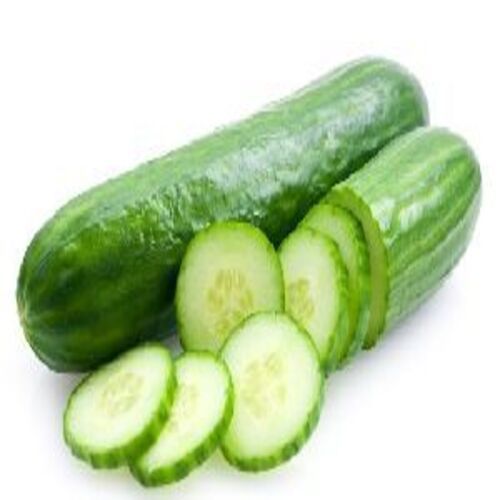 Healthy and Natural Fresh Cucumber