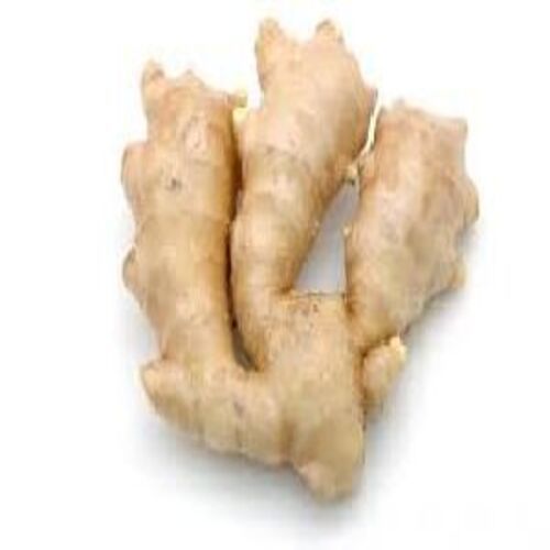 Elongated Healthy And Natural Fresh Ginger