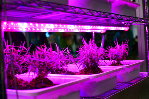 Led Grow Lights