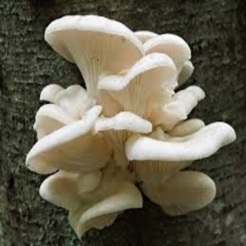 Healthy and Natural Fresh White Mushroom