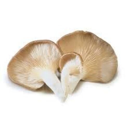 Common Healthy And Natural Oyster Mushrooms