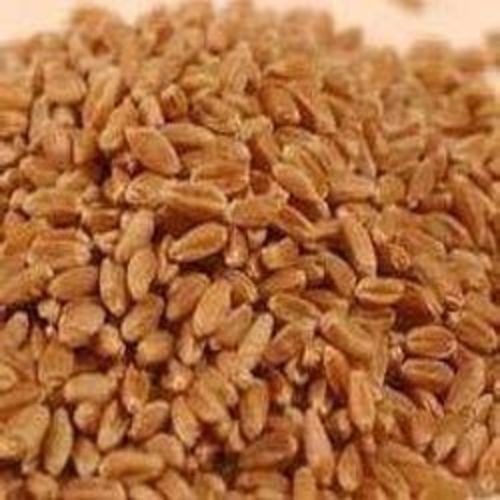 Healthy and Natural Sharbati Wheat Seeds