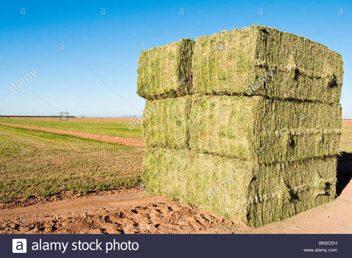 High Quality Alfalfa Hay For Animal Feed Shelf Life: 24 Months at Best  Price in Nairobi | Whizz Trading Co. Limited