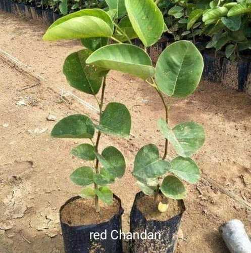 Red Sandal Plant For Sale In India  Online plant nursery