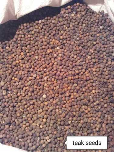 Red Wholesale Price Teak Seeds