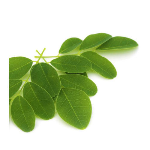 Green Moringa Oleifera Leaves