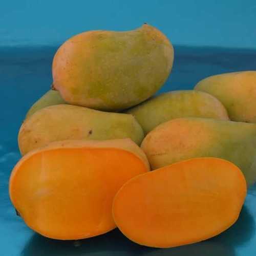 Open Air Green Yellow Kesar Mango