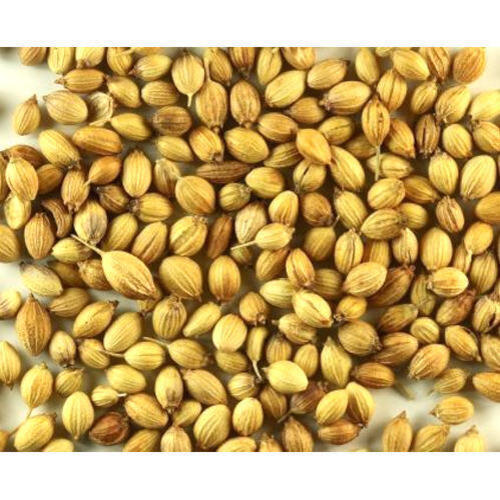 Healthy and Natural Whole Coriander Seeds