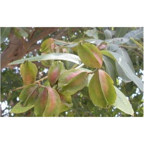 High Nutritional Terminalia Arjuna Leaf Usage: Medicinal