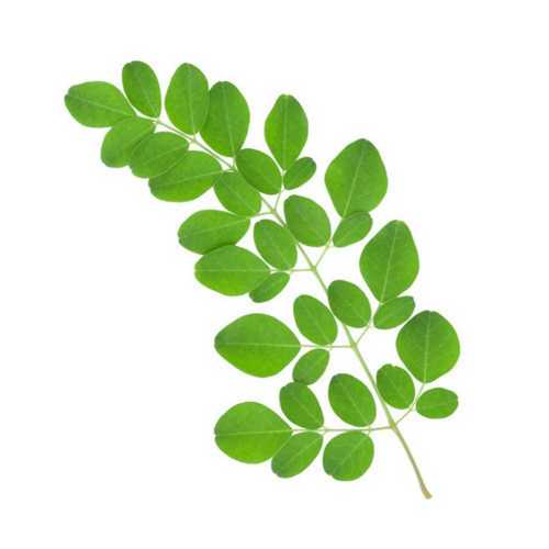 Herbal Product Organic Green Moringa Leaves