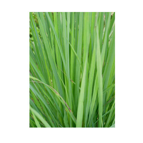 Organic Lemon Grass Oil Odour:: The Odour Is Strong