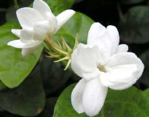 Pure Organic Jasmine Oil