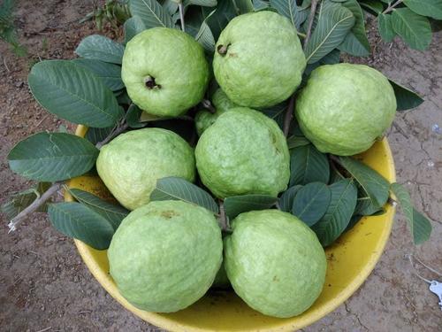 100% Natural Fresh Guava