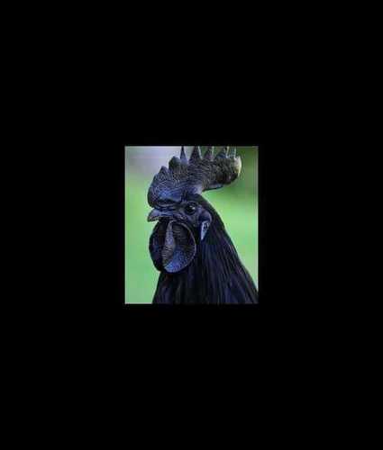 Kadaknath Black Hen For Poultry Farming