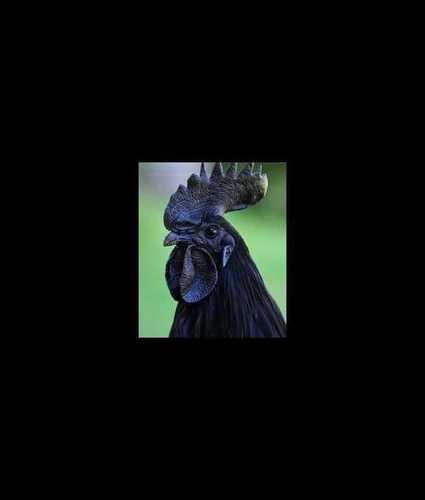 Kadaknath Black Hen For Poultry Farming Gender: Both