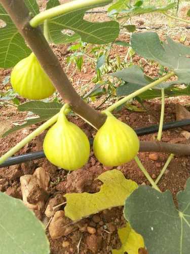 Pesticide Free Fresh Figs