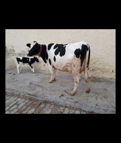 HF Cow For Dairy Farming