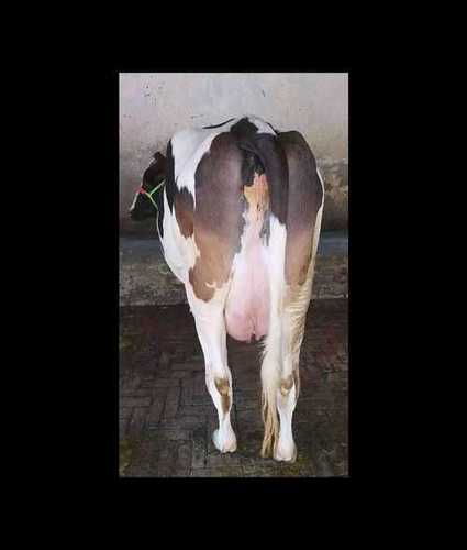 Pure HF Cow For Sale
