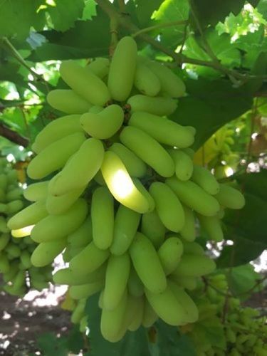 Green Highly Juicy Fresh Grapes