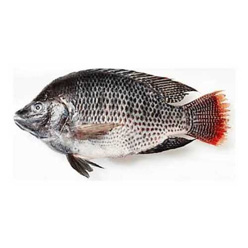 Whole Tilapia Fish