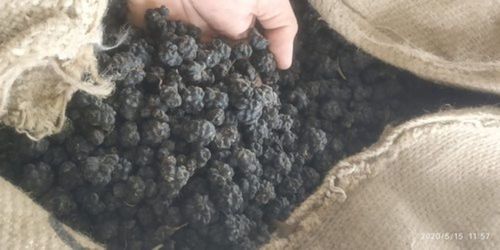 Black Color Morinda Fruit
