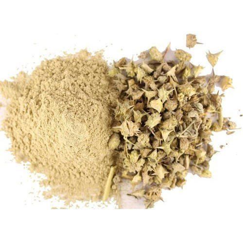 Dried Gokhru Extract Powder